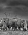 Remembering Rhinos