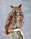 Capture a winter owl Capture a winter owl7