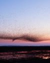 Starling Murmuration Capture A Shape