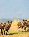 Conservation - Painted Wolves, A Wild Dog's Life