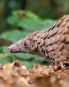 Can Coronavirus Save The African Pangolin?