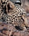 The African Leopard