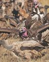 Conservation: The Endangered Vultures