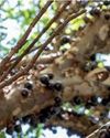 Jabuticaba la fruta que crece sobre el tronco del árbol