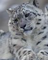 Un misterioso guardián de las alturas El leopardo de las nieves