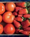 Fresas y tomates: la cara oculta de los invernaderos