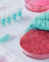 España podría liderar un nuevo mercado: la carne cultivada5