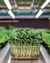 Germinados: pequeños brotes, grandes nutrientes24