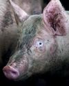 10 Excusas para no ser vegano (y por qué no tienen sentido)12