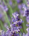 Lavanda el tesoro violeta del bienestar25