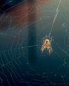 El mito de Buda y la cuerda de la araña18