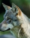Galicia suspende la caza del lobo: un precedente esperanzador3