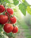 Tomates más nutritivos gracias a hongos beneficiosos del suelo4