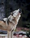 El lobo, la política y la ciencia El lobo, la política y la ciencia3