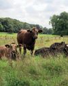 Regetarianos Un manifiesto carnívoro, disfrazado de filosofía ecológica Regetarianos Un manifiesto carnívoro, disfrazado de filosofía ecológica7