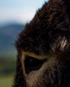 Los burros no son «burros» Los burros no son «burros»6