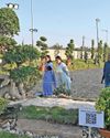 Courtesy AMC, explore details of bonsai artistry7