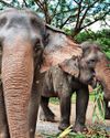 Thermal drones to track wild elephants