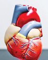 Heart muscles can regenerate in some people, says study