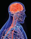 Brain health directly related to blood vessels