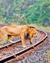 Rlys highlight steps to save lions