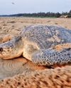 Over 400 sea turtles wash ashore dead on Chennai coast