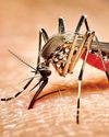 Scientists link climate change to dengue outbreaks