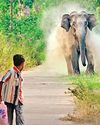 Sri Lanka Plans Elephant Corridors