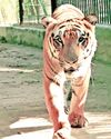 Tigers, black bucks from Gwalior reach Kankaria