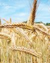 Wheat Production to Hit All-Time High