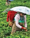 'Normal monsoon to boost farm sector, offset tariffs'