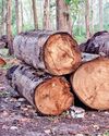 India Lost 18,200 Hectares of Primary Forest in 202444