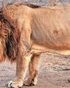 Gujarat on lion high1