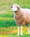 First gene-edited sheep produced in the country42