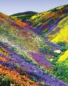 Valley of Flowers Opens for Tourists Valley of Flowers Opens for Tourists30