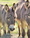 China Eyes Pak Donkeys for Hides for Ejiao