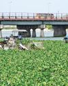AMC Removes 54 Tons of Water Hyacinth6