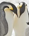 Emperor penguins on decline in Antarctica40