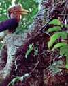 500 Bird Species Face Extinction Risk37