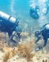 Scientists Transplant Crossbred Corals for Saving Miami's Reefs41