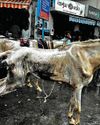 Tortured horses get PETA help8