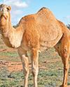 Camel's tear can neutralize Venom of 26 snakes38