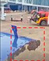 Bees Land on Jaipur-Bound Flight14