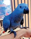 Exotic parrots worth Rs 15L stolen from Juhapura shop Exotic parrots worth Rs 15L stolen from Juhapura shop1