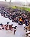 Swept away by flood, 33 camels swim to Dwarka Swept away by flood, 33 camels swim to Dwarka14