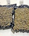 Man held at airport with 2kg hydroponic cannabis Man held at airport with 2kg hydroponic cannabis5