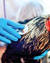 Temperature can indicate possible bird flu outbreak40