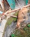 Lioness Rescued From a Well in Talala Gir2