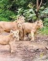 3 Lion Cubs Died Due to Anaemia, Pneumonia: Senior Forest Official9