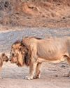 Barda sanctuary to host Lion Day celebrations11